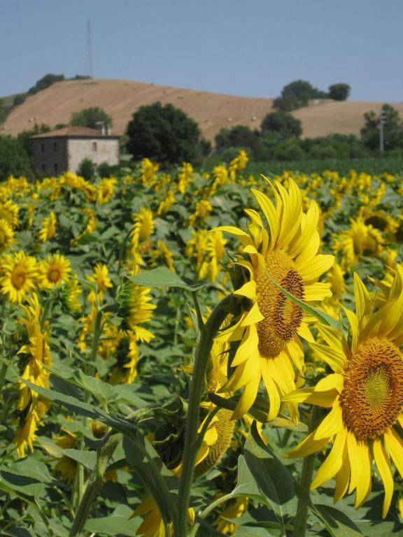Agriturismo Le Spighe Proceno المظهر الخارجي الصورة